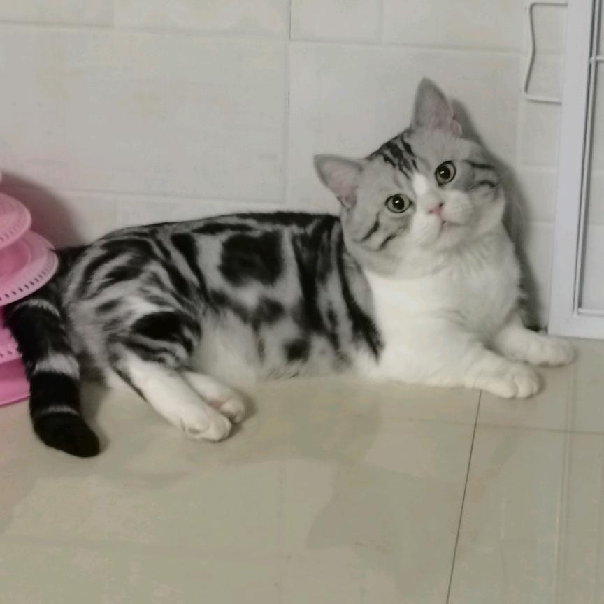 羽毛