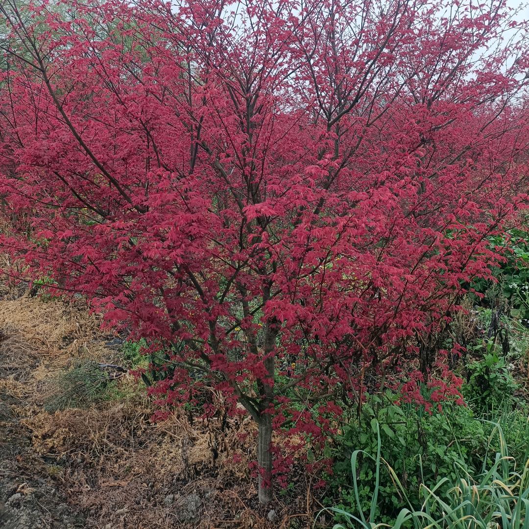 秦钩钩专业绿化工程