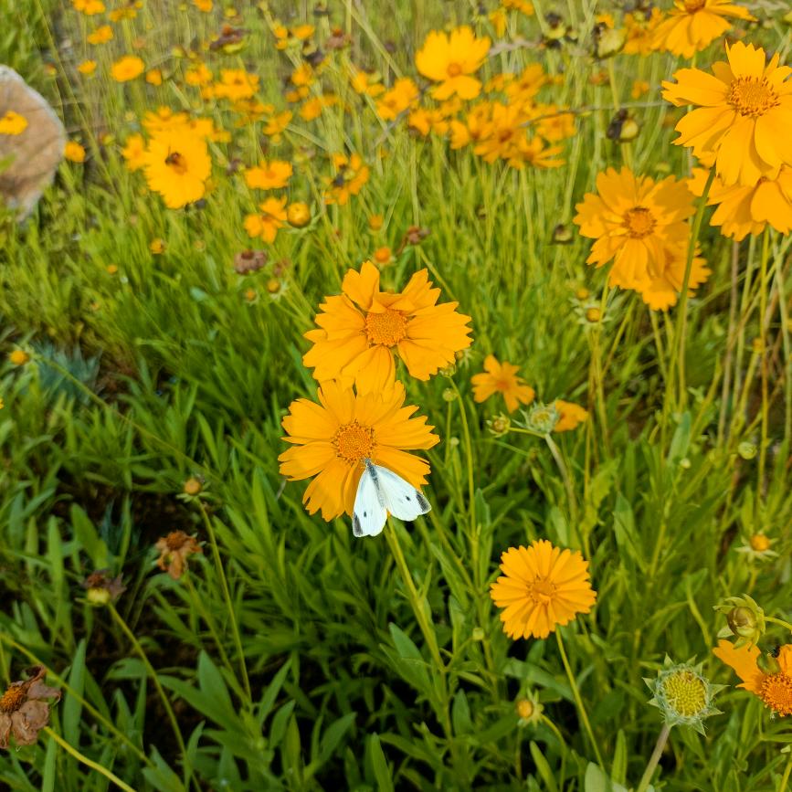 一路向阳待花期