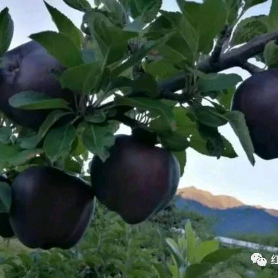 大北坡