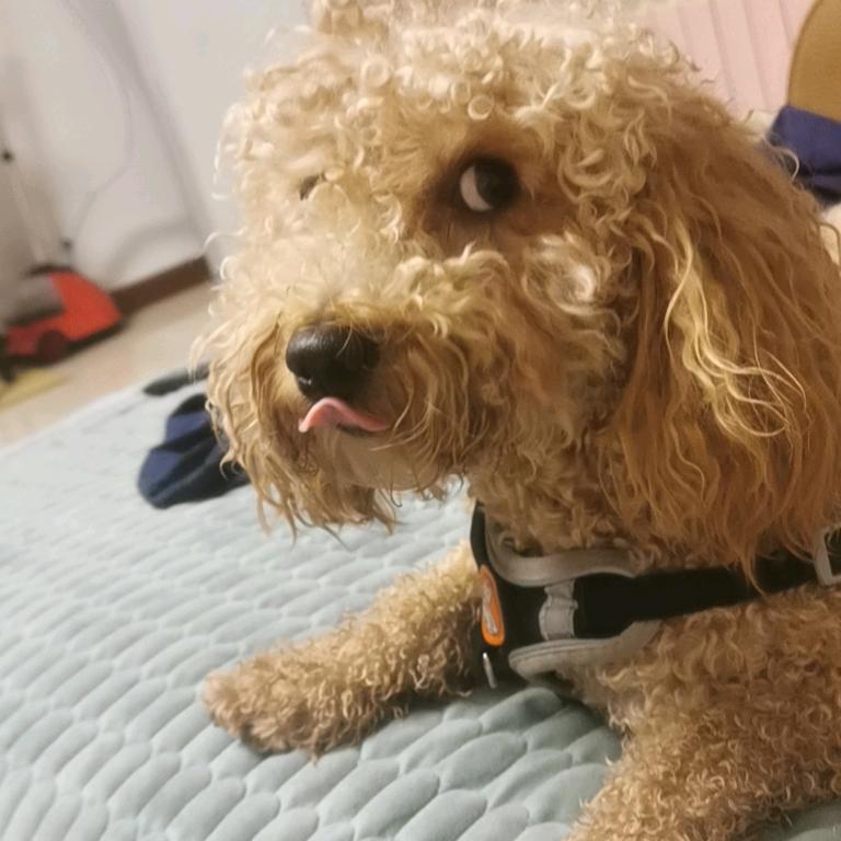 金岛东鹏特色小吃