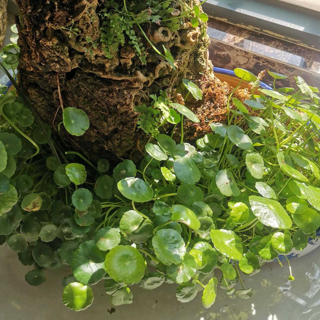 金鸣芳