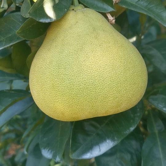 阿才度尾红心文旦柚批发零售