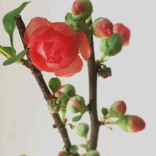春暖花开💃💃