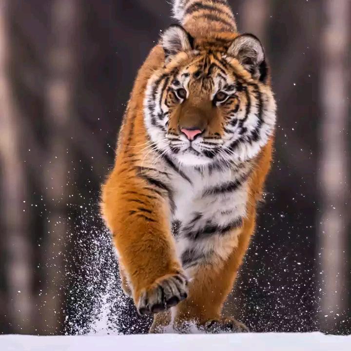 龙爷