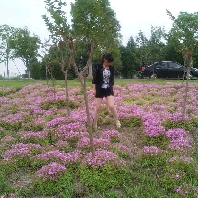 @香香