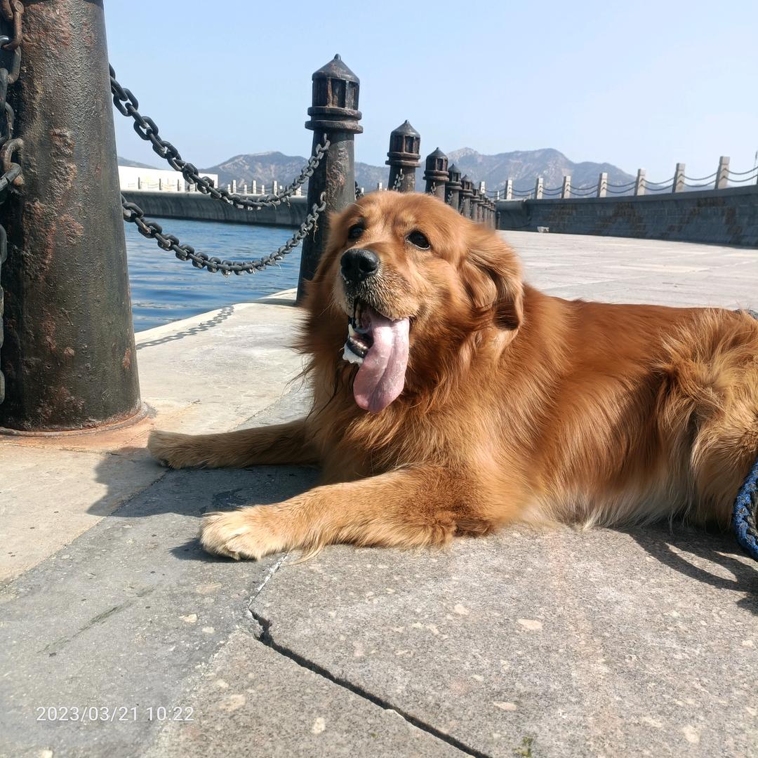 毛孩子叫逗逗