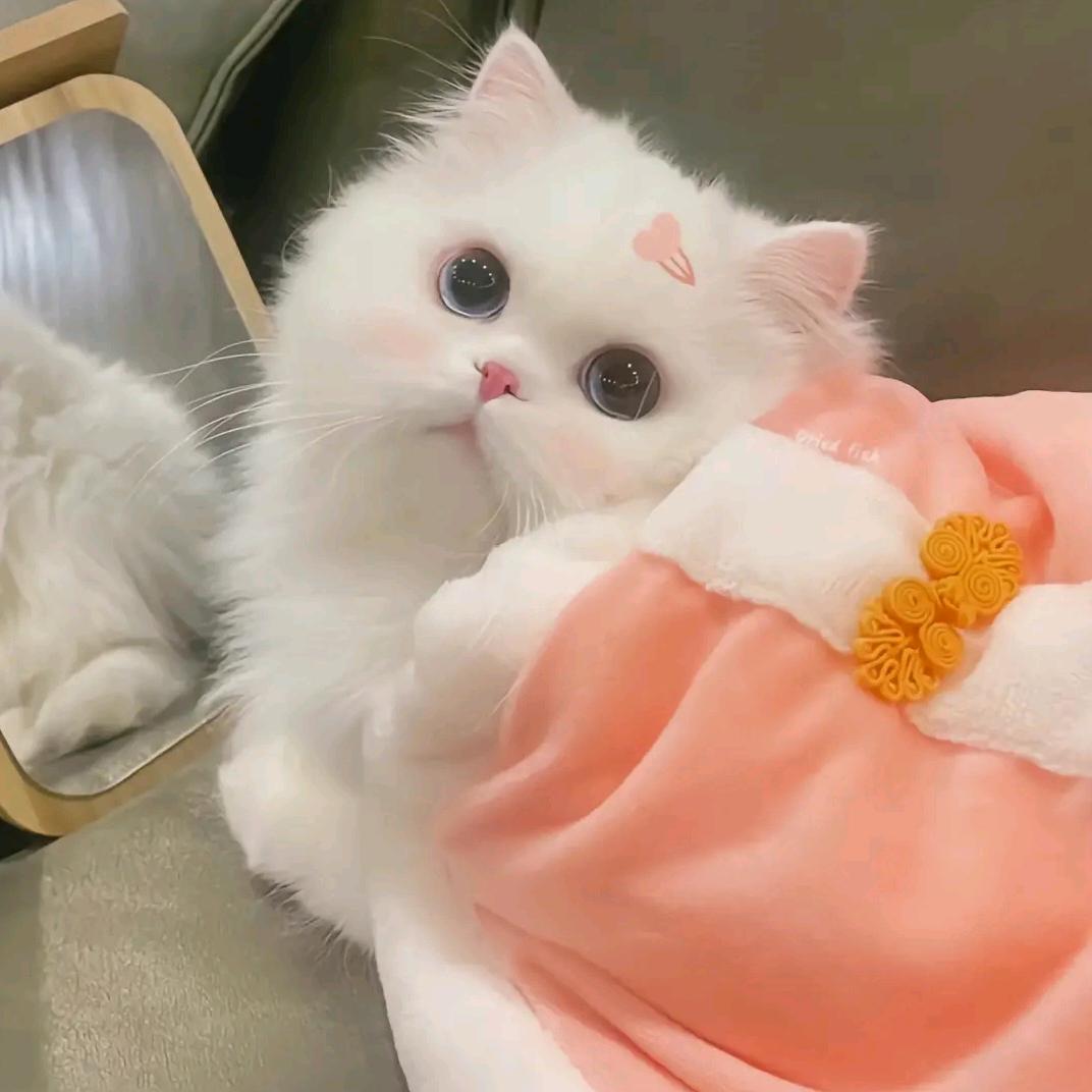 招财猫🐱