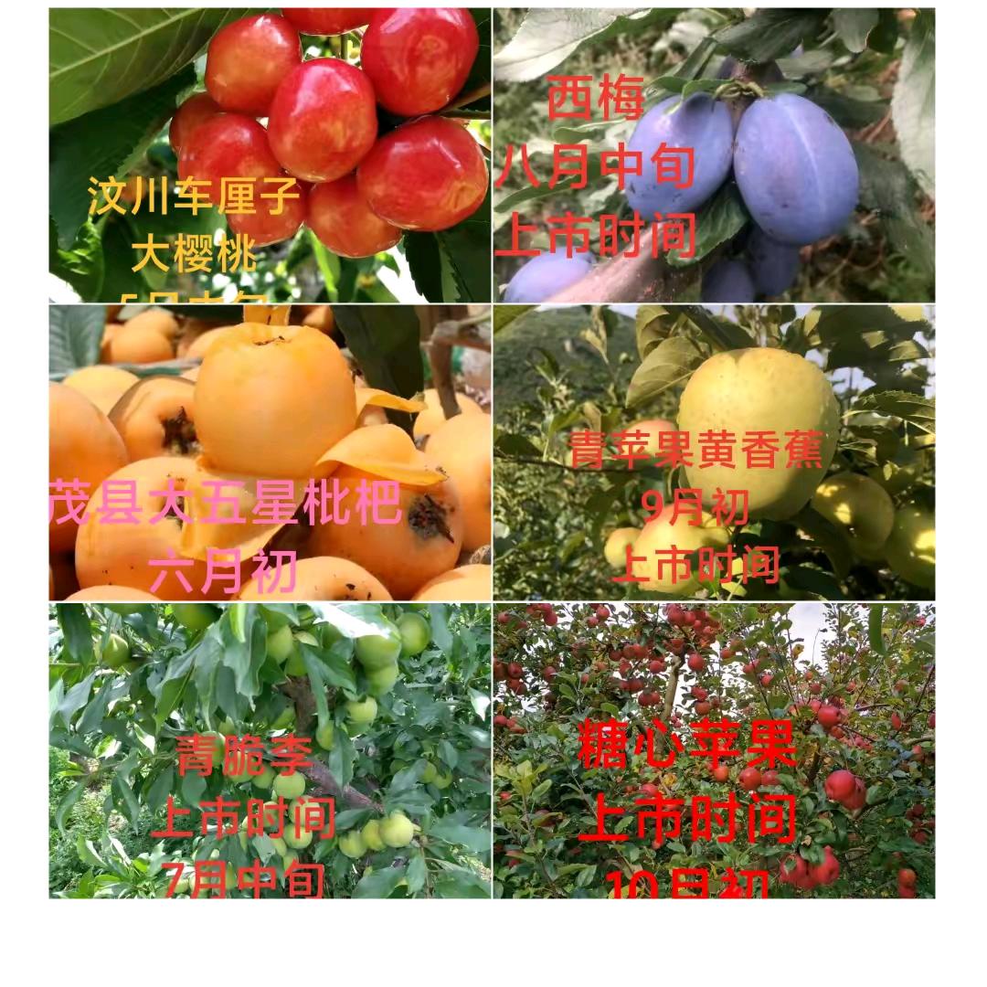 茂县青红脆李，代办，小梁