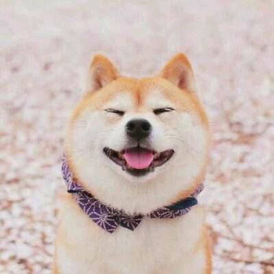 哇爱解说