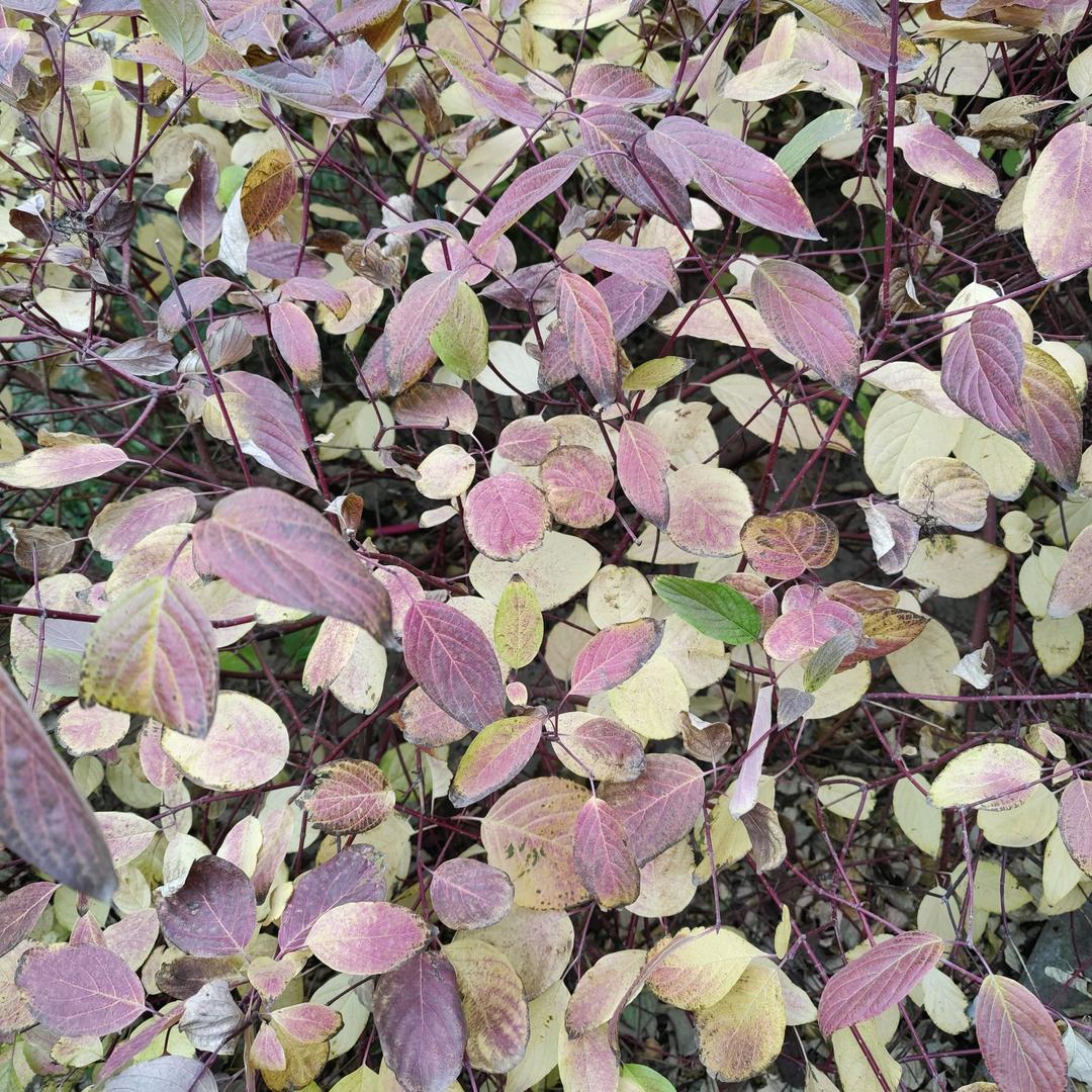 乱七八糟不想起名字