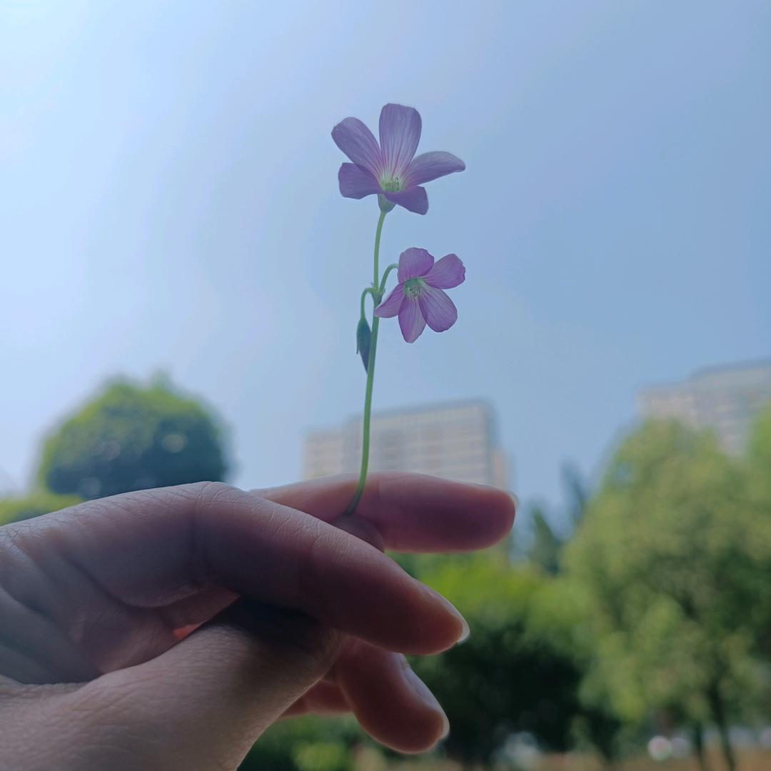 《青青子衿》