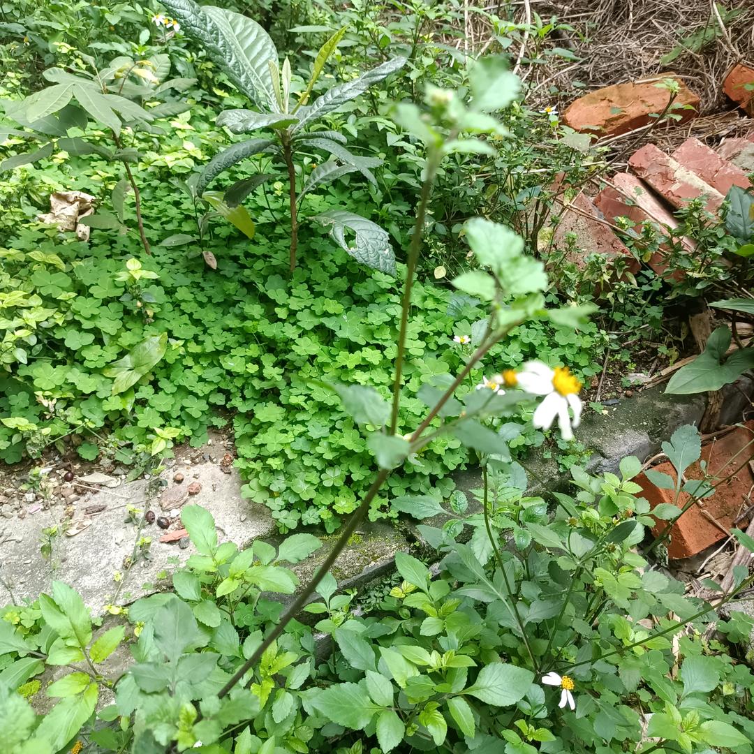 萍踪侠影