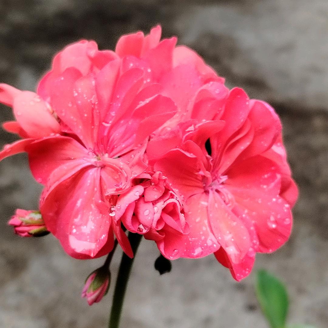 简单快乐🌹