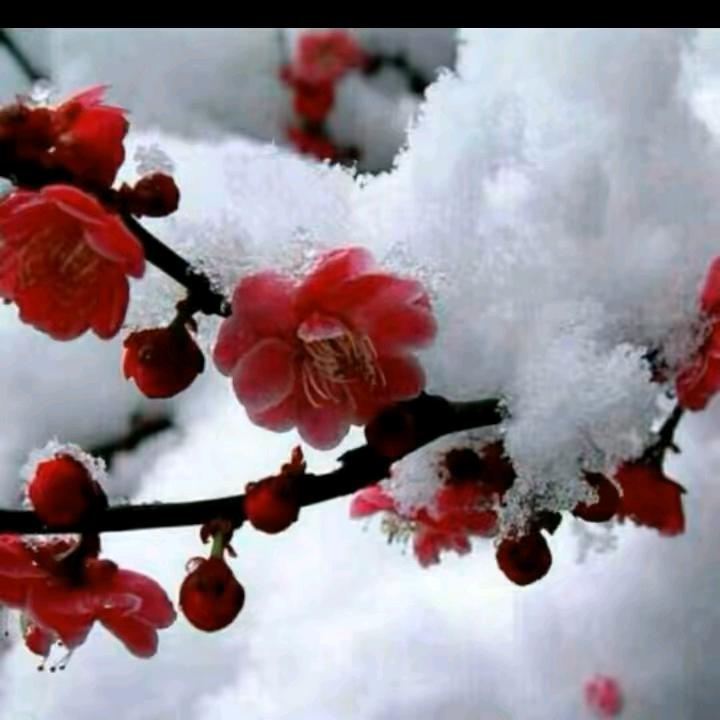 踏雪寻梅