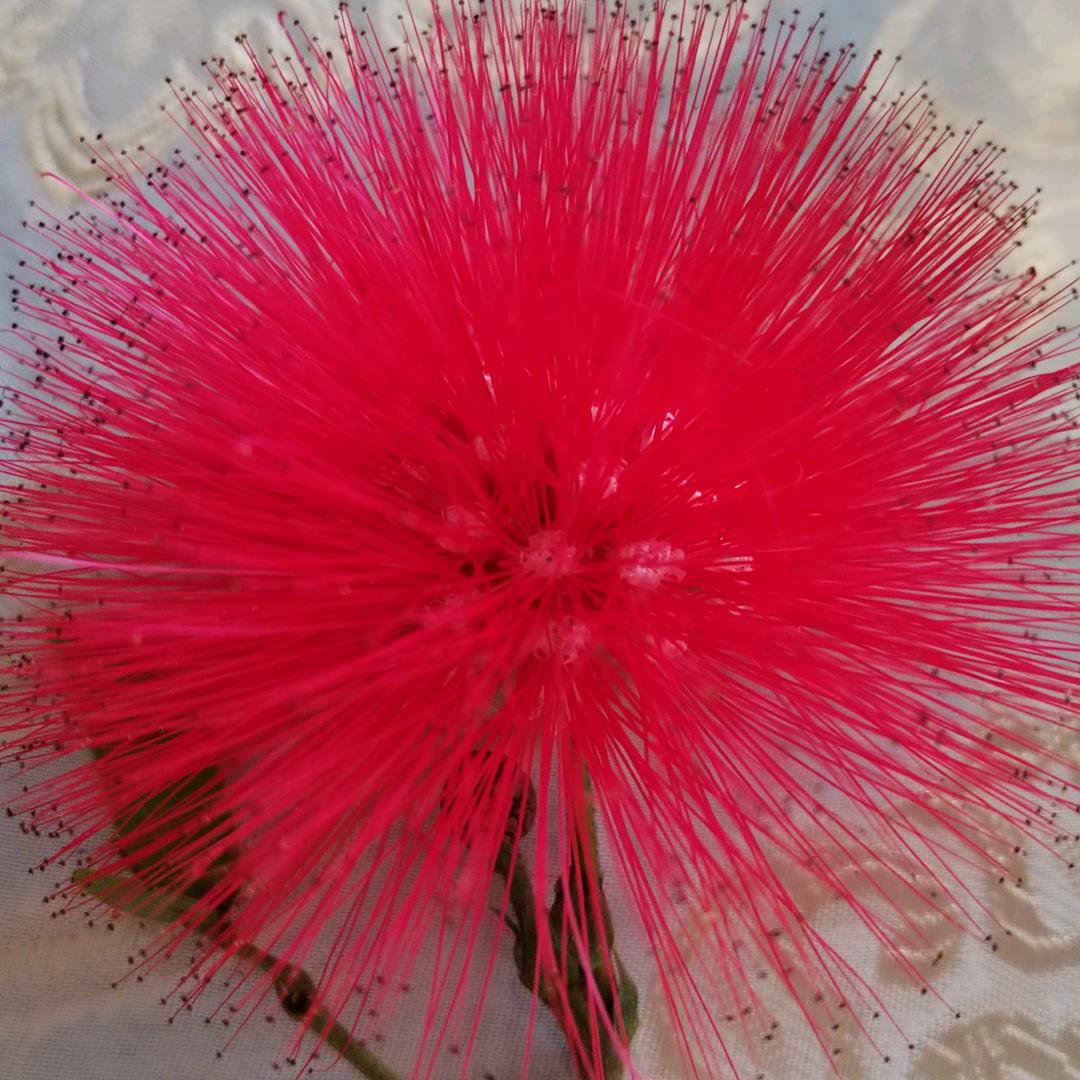 （紫玫瑰）单亲