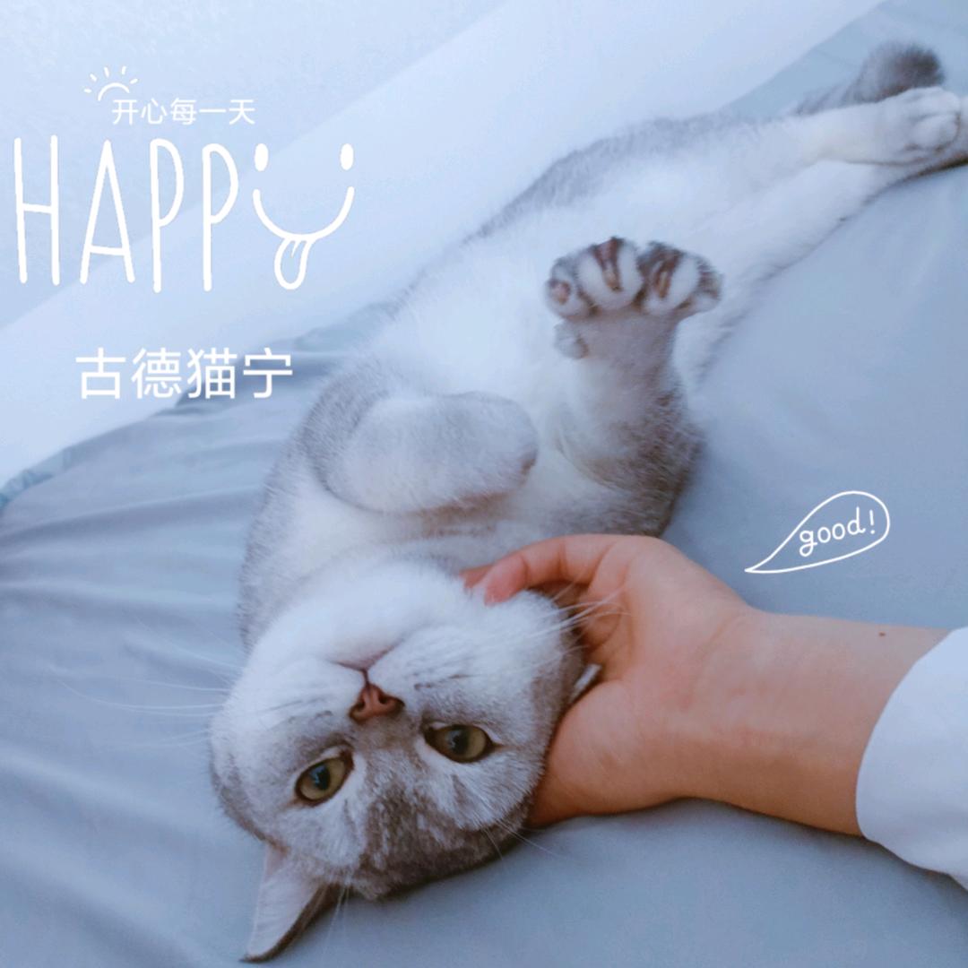 艾维家的小脏猫