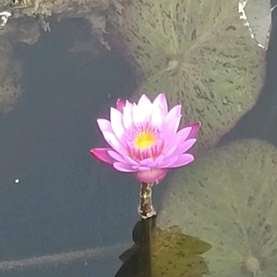 缘来福