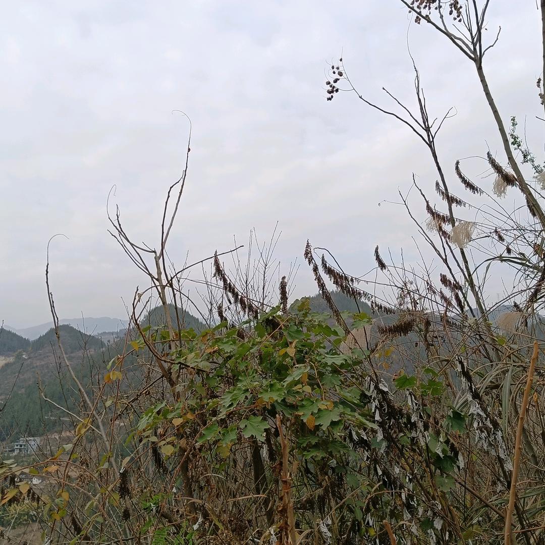 🌺🌺田二姐🌺🌺