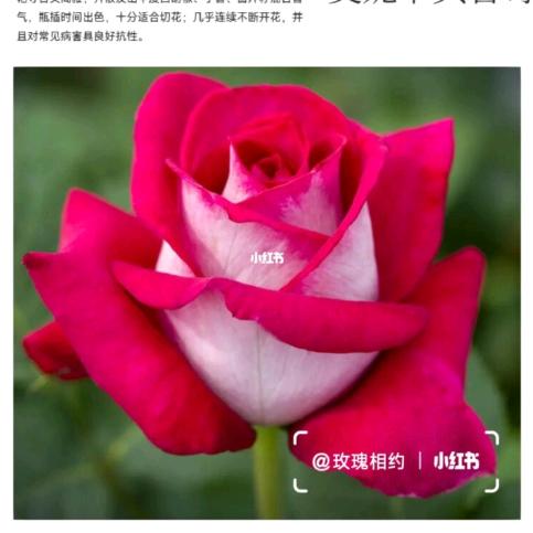 宇花阁花卉