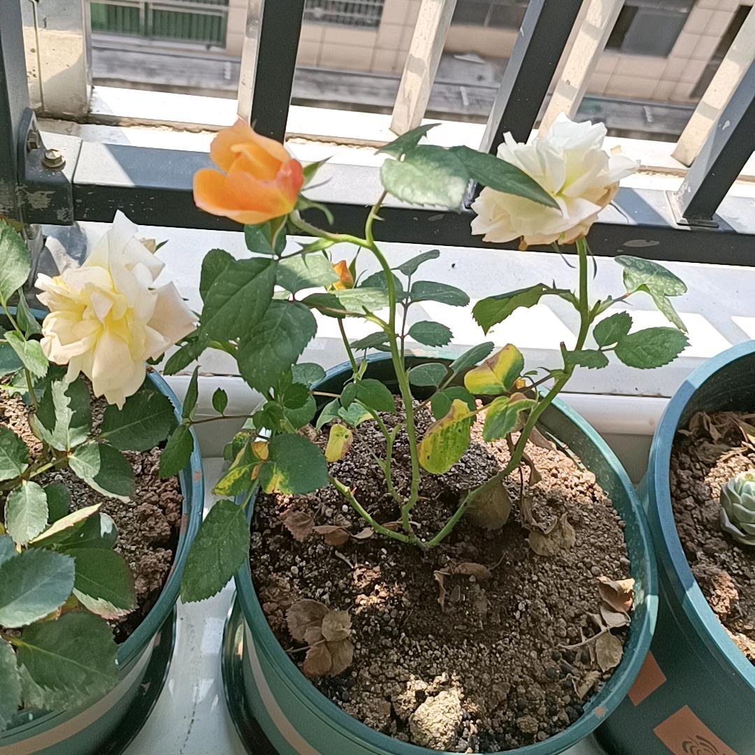 小苹果