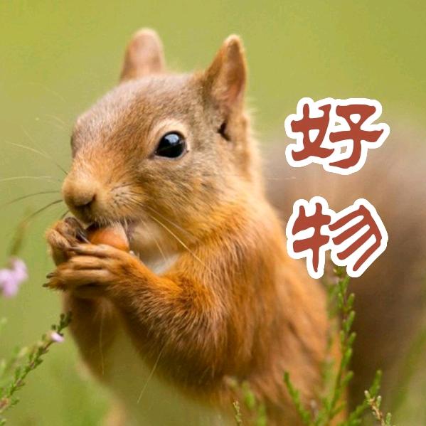 松鼠好物