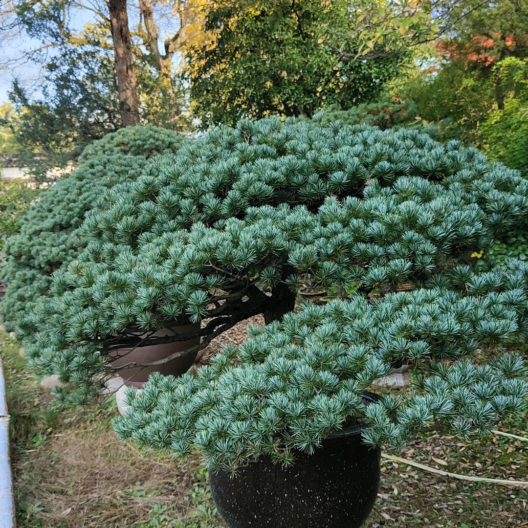 贵爵