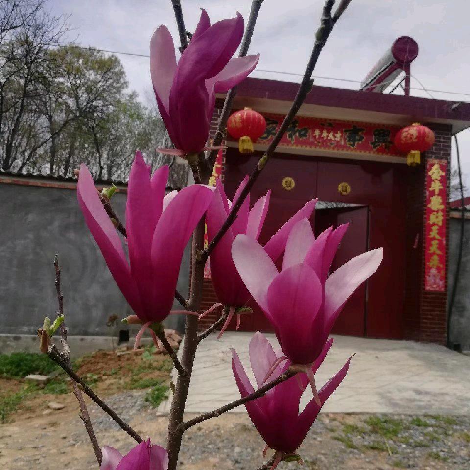 弹花一线