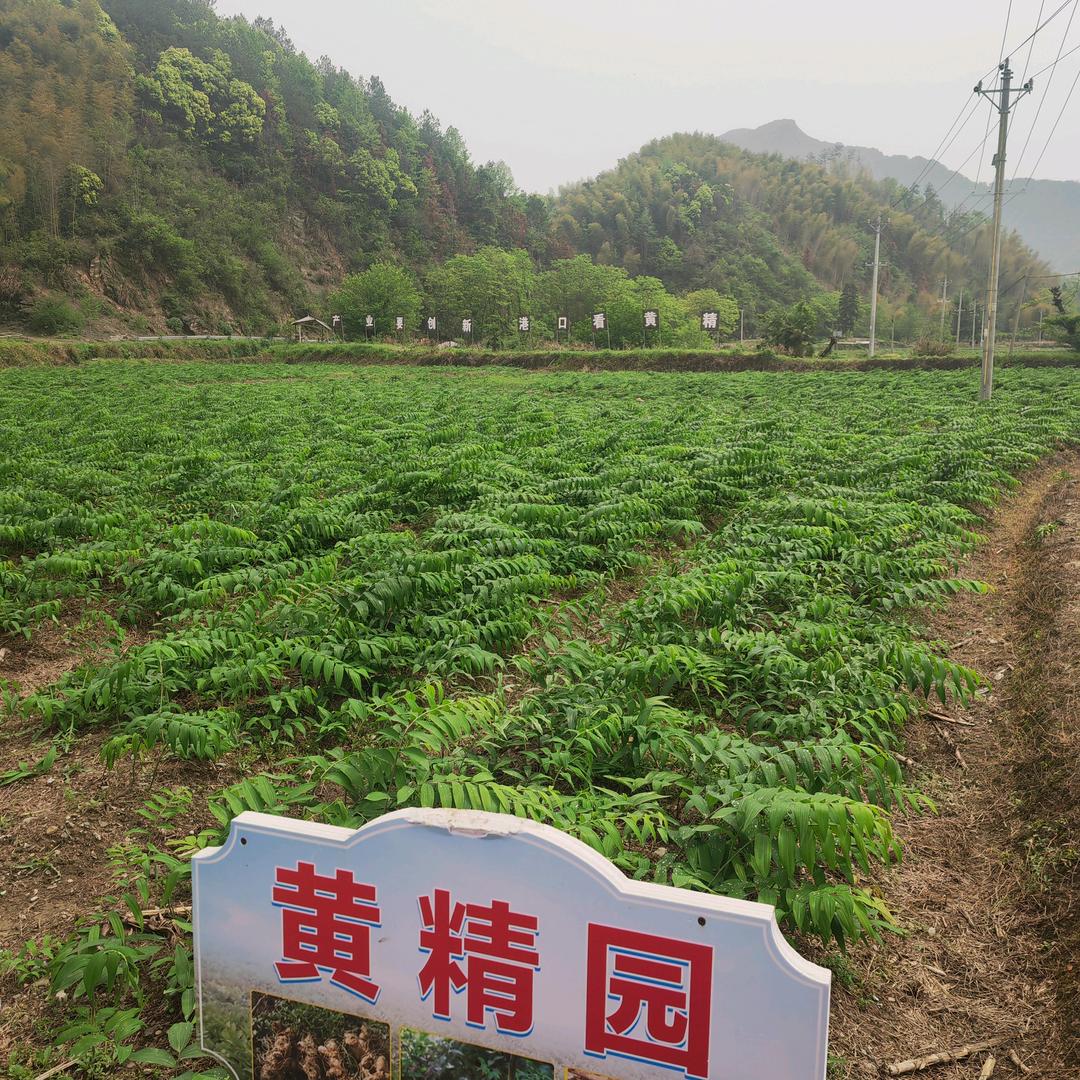 湖北梅杭中药材(崇阳黄精)