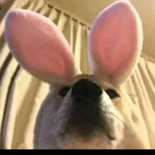 老王的皮燕子有答辩