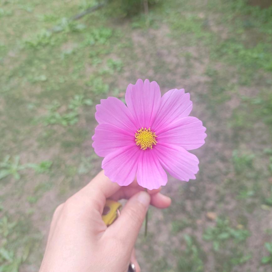大娟子控糖