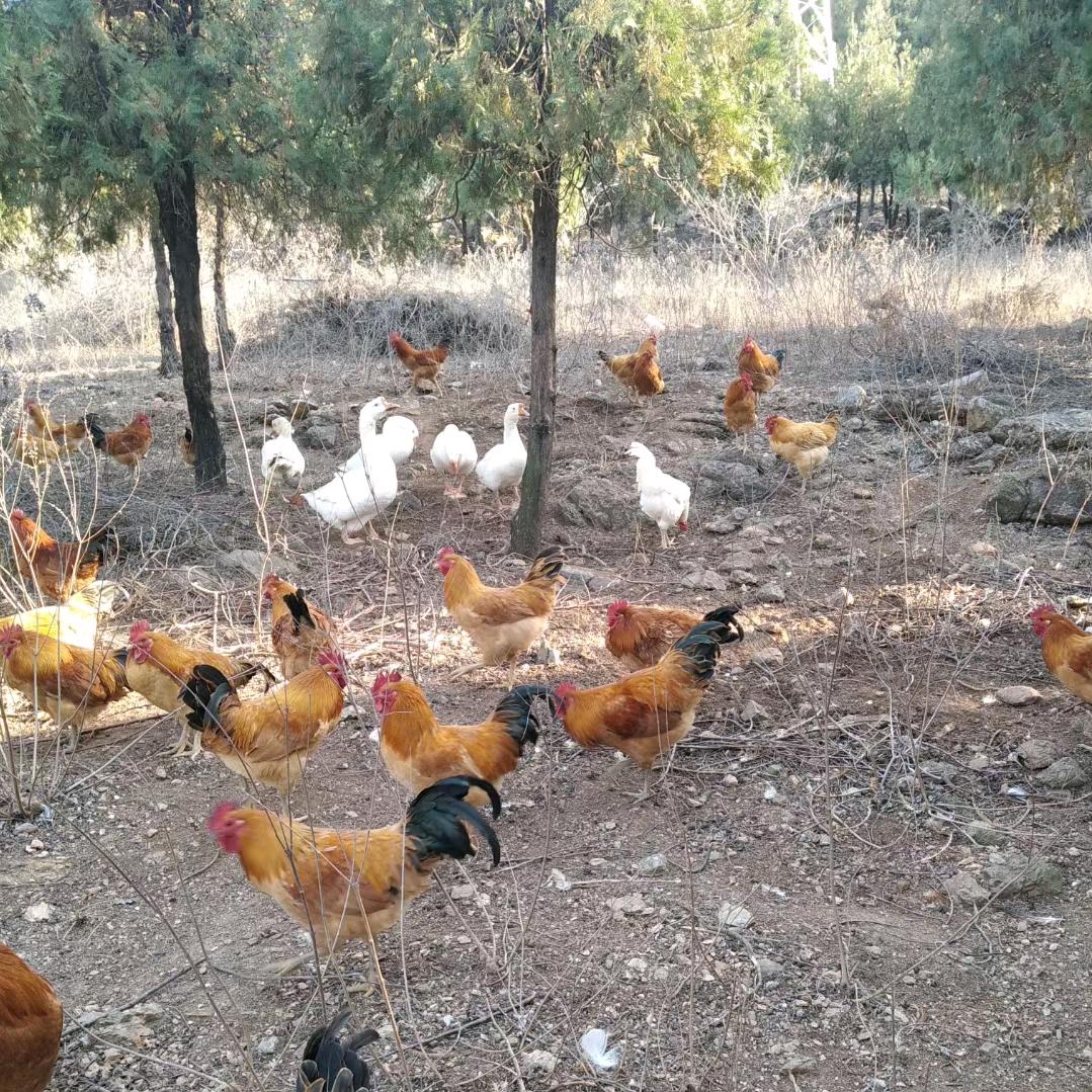 散养本地公鸡