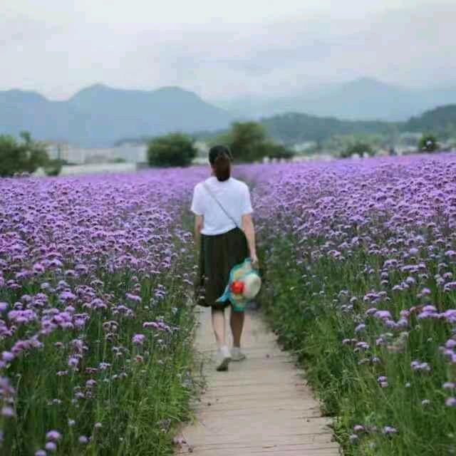 飘落的蒲公英lu