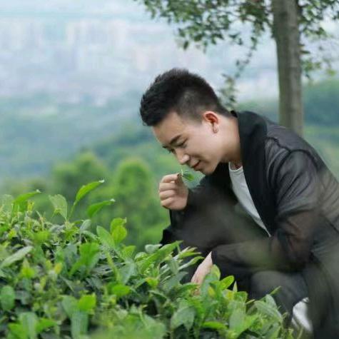 十二的茶