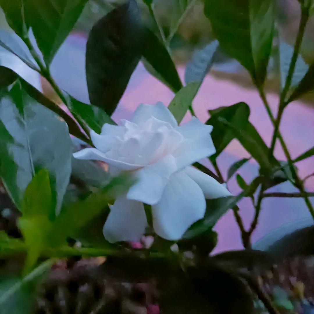 💞ღ᭄陈ঞ᭄༊菇娘💞