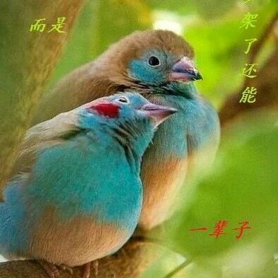 照明帝