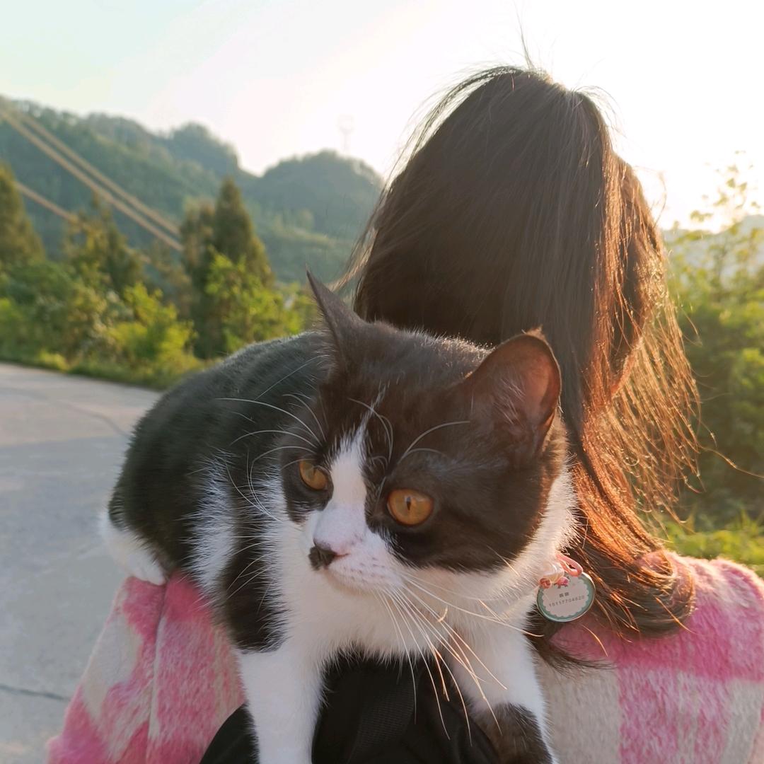 跳跳是只奶牛猫