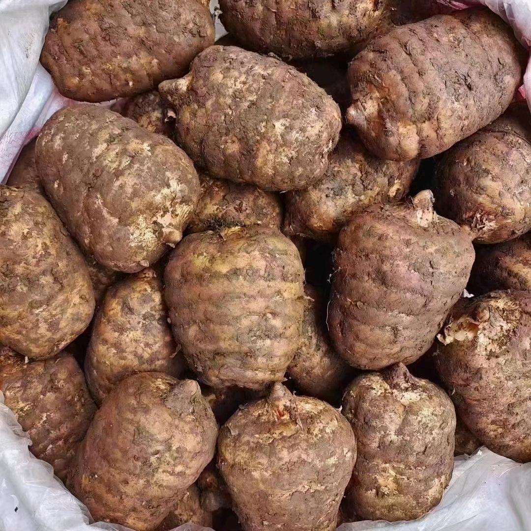 彝良县小琴天麻妹