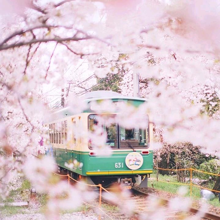 站在樱花下的企鹅