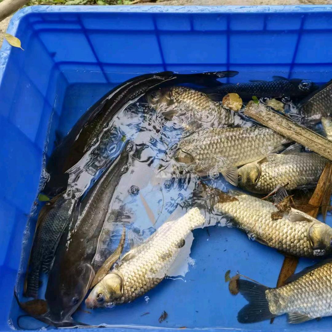 渔丰水产-金山巿场（主营吊水鱼）