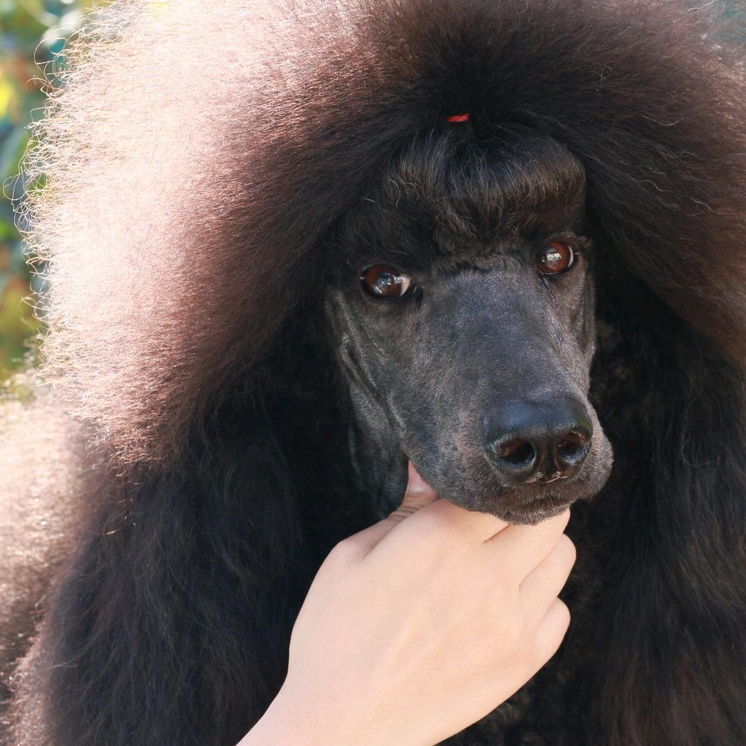 修道苑宠物