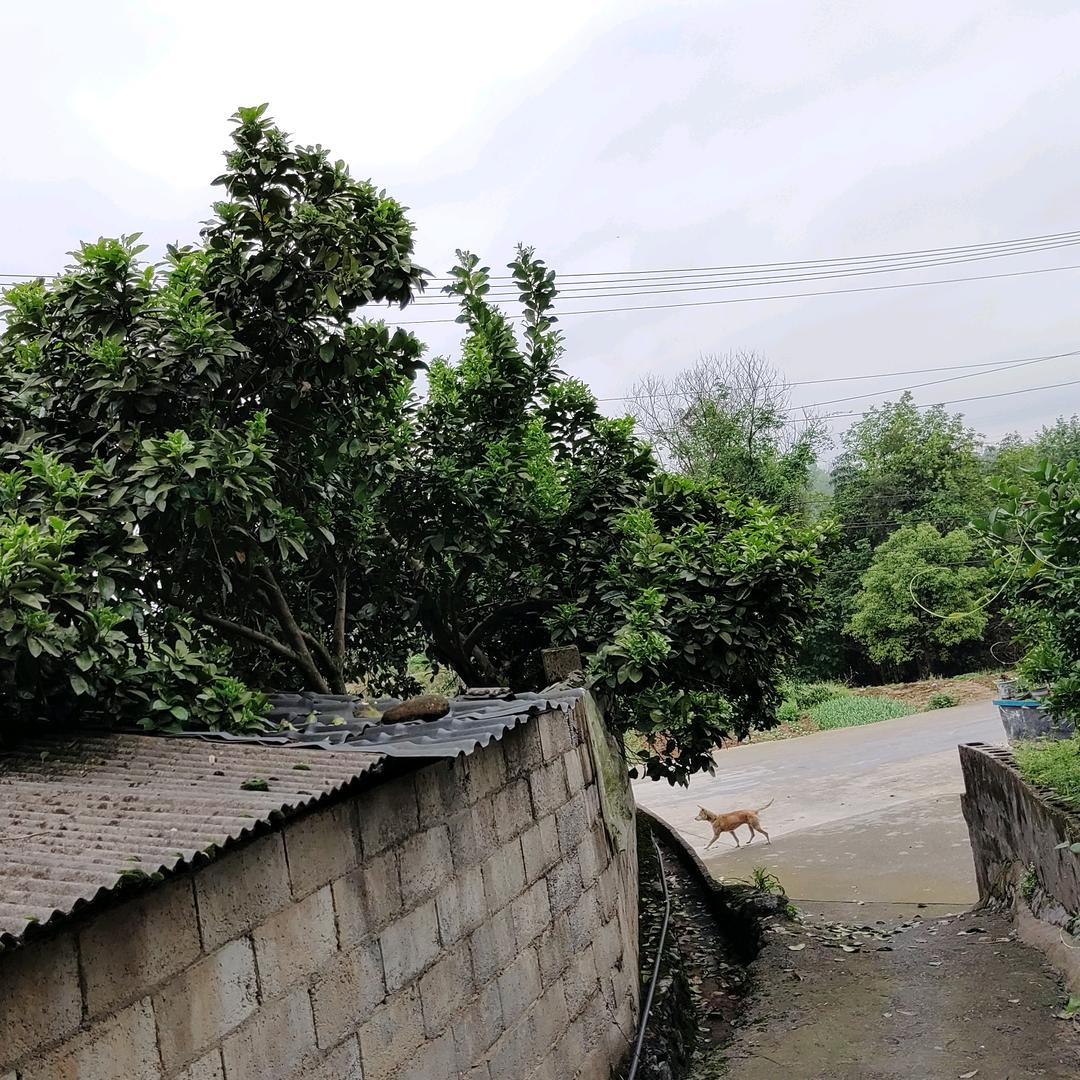 莲