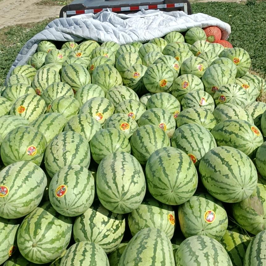 新疆赵坤西瓜