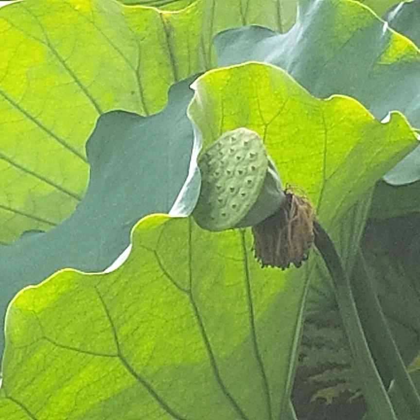 洛阳茶艺评茶师协会小火花
