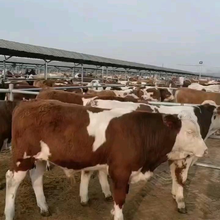 吴绿源西门塔尔牛养殖基地