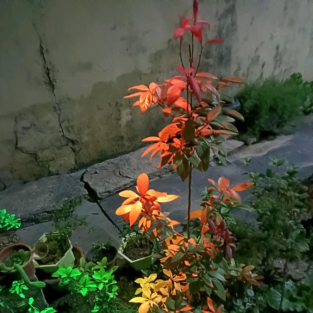 流年似水