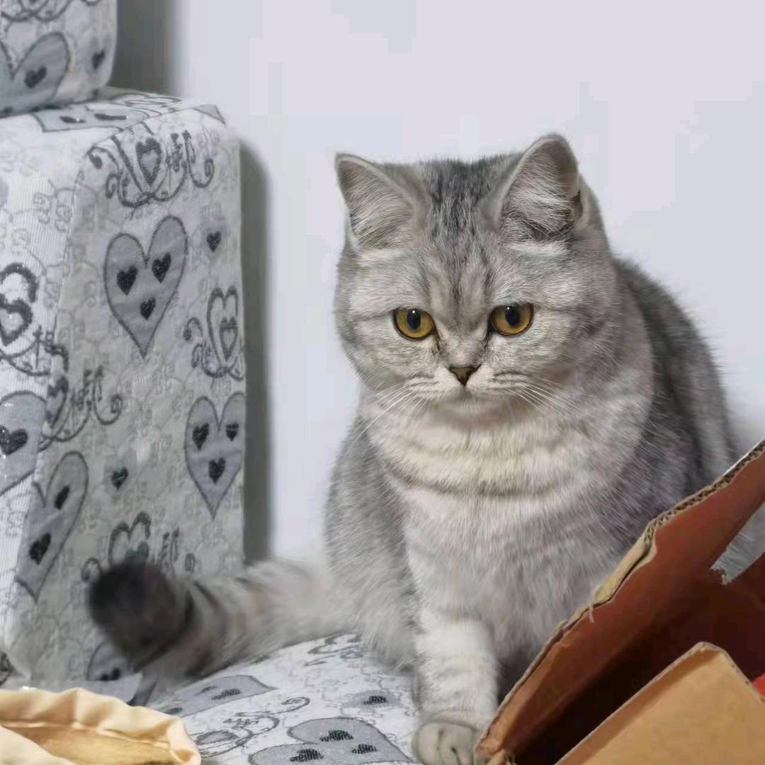 哆哆✔