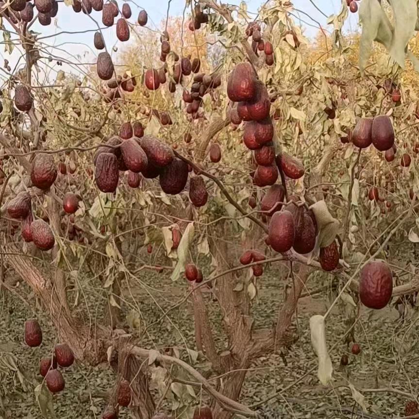 沙漠玉枣