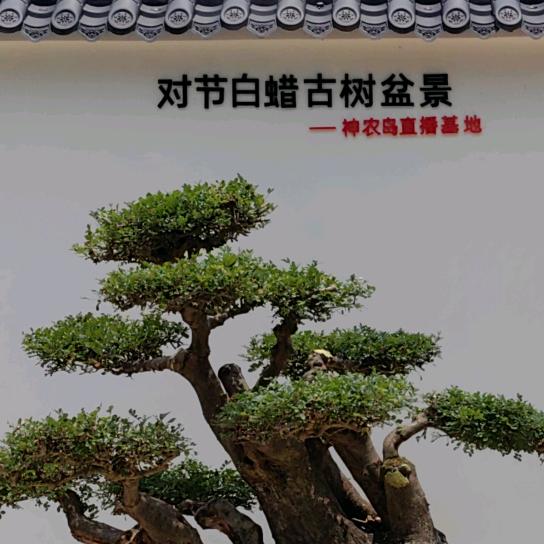 对节白蜡园