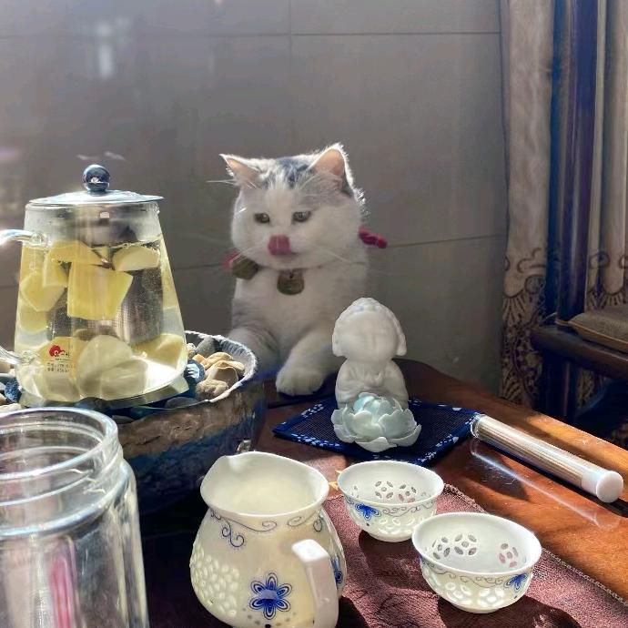 一只想飞的猫